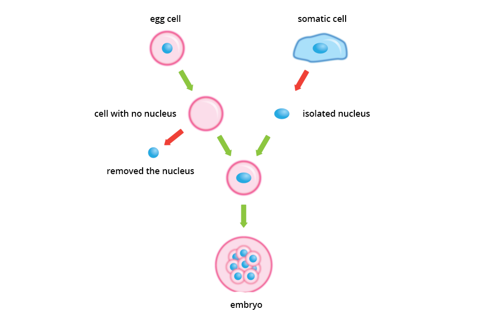 Schemat przestawia metodę transplantacji jąder komórkowych. Z lewej znajduje się ciąg różowych komórek rozrodczych z niebieskimi jądrami. Po prawej błękitna komórka somatyczna z niebieskim owalnym jądrem. Zielone strzałki wskazują kolejne etapy transplantacji. Czerwone strzałki wskazują usunięcie jądra komórki rozrodczej i wstawienie jądra komórki somatycznej. Na dole wiele komórek przedstawia zarodek. Podpisano: egg cell; cell with no nucleus; removed the nucleus; somatic cell; isolated nucleus; embryo