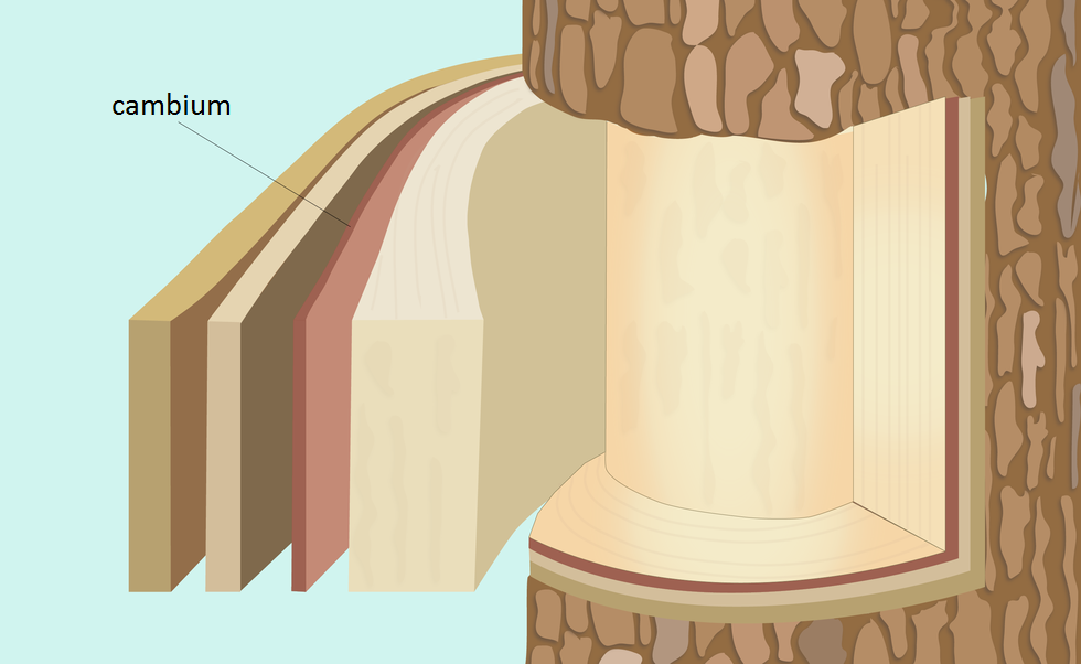 Ilustracja pokazuje fragment pnia i warstwy tkanek położonych pod korą, w tym miazgę (cambium). 