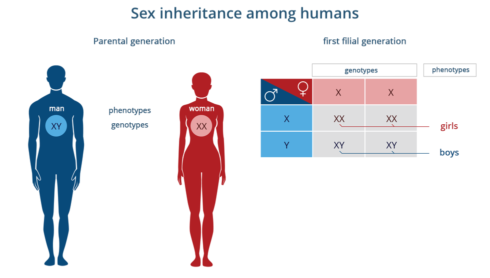 Ilustracja przestawia niebieską sylwetkę mężczyzny wpisanymi chromosomami płci XY. Obok różowa sylwetka kobiety z wpisanymi chromosomami XX. U góry podpis: Parental generation. Z prawej niebiesko - różowa krzyżówka genetyczna. U góry napis: first filial generation. W kolumnie pierwszej, w wierszu pierwszym oznaczenia płci – męska i żeńska. W kolumnach drugiej i trzeciej genorypy X. W wierszu drugim genotyp X, w wierszu trzecim genotyp Y. Komórka w kolumnie drugiej, w wierszu drugim – genotyp XX; komórka w kolumnie trzeciej, w wierszu drugim – genotyp XX; fenotyp w drugim wierszu – girls. Komórka w kolumnie drugiej, w wierszu trzecim – genotyp XY; komórka w kolumnie trzeciej, w wierszu trzecim – genotyp XY; fenotyp w trzecim wierszu – boys.