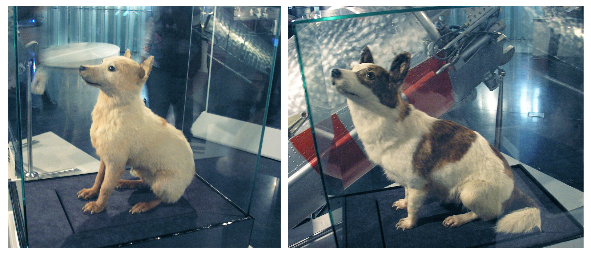 Fotografie przedstawiają niewielkie wypchane psy umieszczone w szklanych gablotach. Psy są niewielkie. Biełka jest biała, a Striełka biała w brązowe łaty.