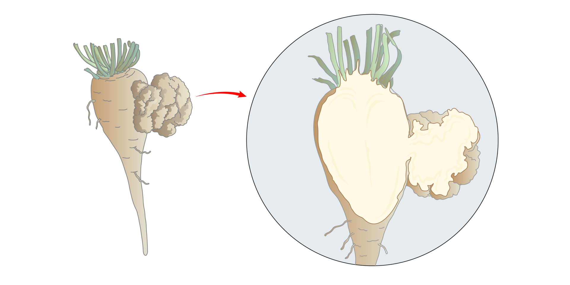 Ilustracja przestawia schematycznie buraka cukrowego z guzem z prawej strony. Powiększenie przekroju ukazuje, że guz zbudowany jest z tej samej tkanki, co roślina, tu w kolorze białym.