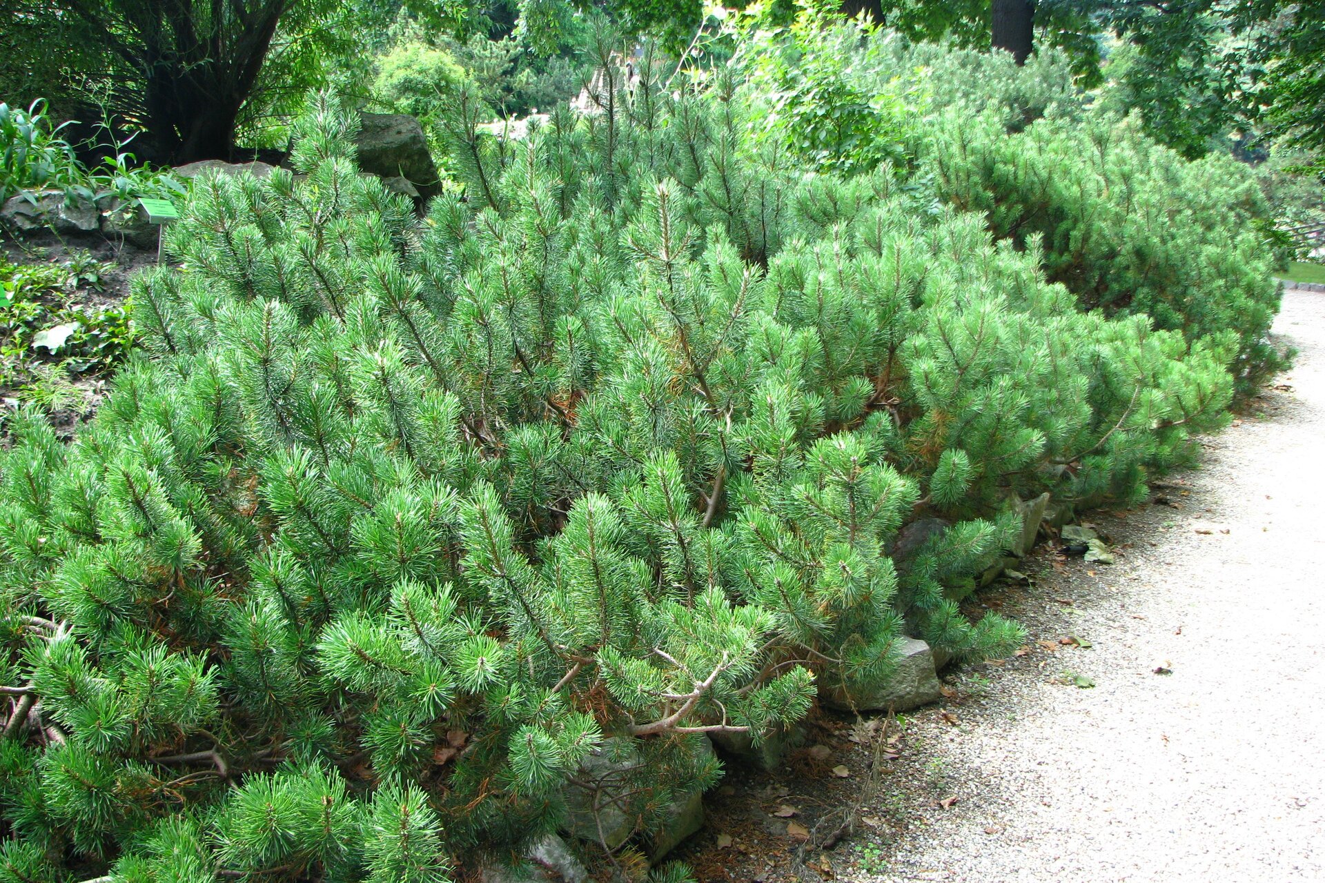 Na fotografii znajduje się niski i rozłożysty krzew kosodrzewiny. Roślina ma ciemnozielone długie igły.