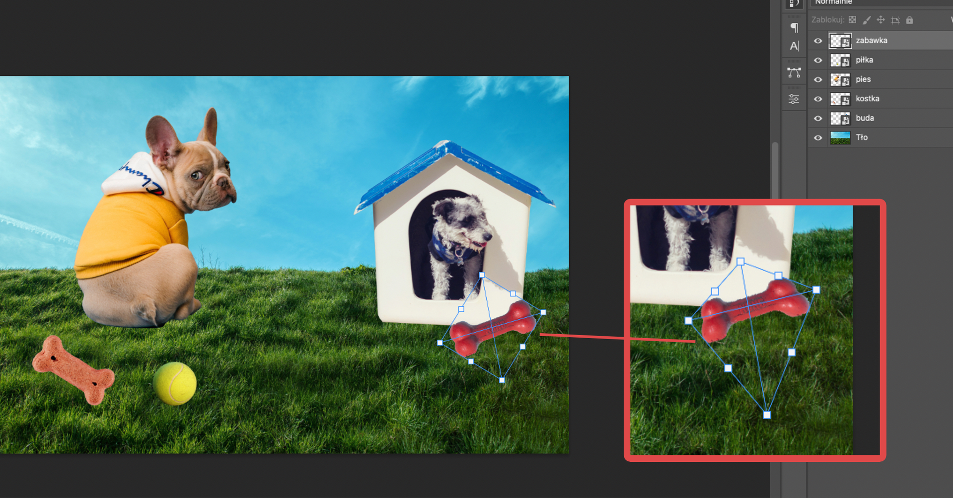 Ilustracja przedstawia okno programu. W obszarze roboczym jest prostokąt. Wypełnia go zdjęcie trawy z błękitnym niebem. Po prawej stronie zdjęcia jest buda, z której łeb wystawia mały pies. Buda jest biała, ma niebieski dach. Po jej prawej stronie na dole znajduje się mała kość - zabawka. Kość jest otoczona kwadratową ramką. Na krawędziach kwadratu są małe białe kwadraty. Po lewej stronie budy siedzi buldog francuski. Ma na sobie psie ubranko. Jego łeb jest po prawej stronie, patrzy na obserwatora. Poniżej psa na trawie leży piłka tenisowa i kość smaczek. Po prawej stronie jest panel dotyczący Warstw. Warstwami są kolejno: zabawka, piłka, pies, kostka, buda, tło. Zaznaczono zabawkę. 