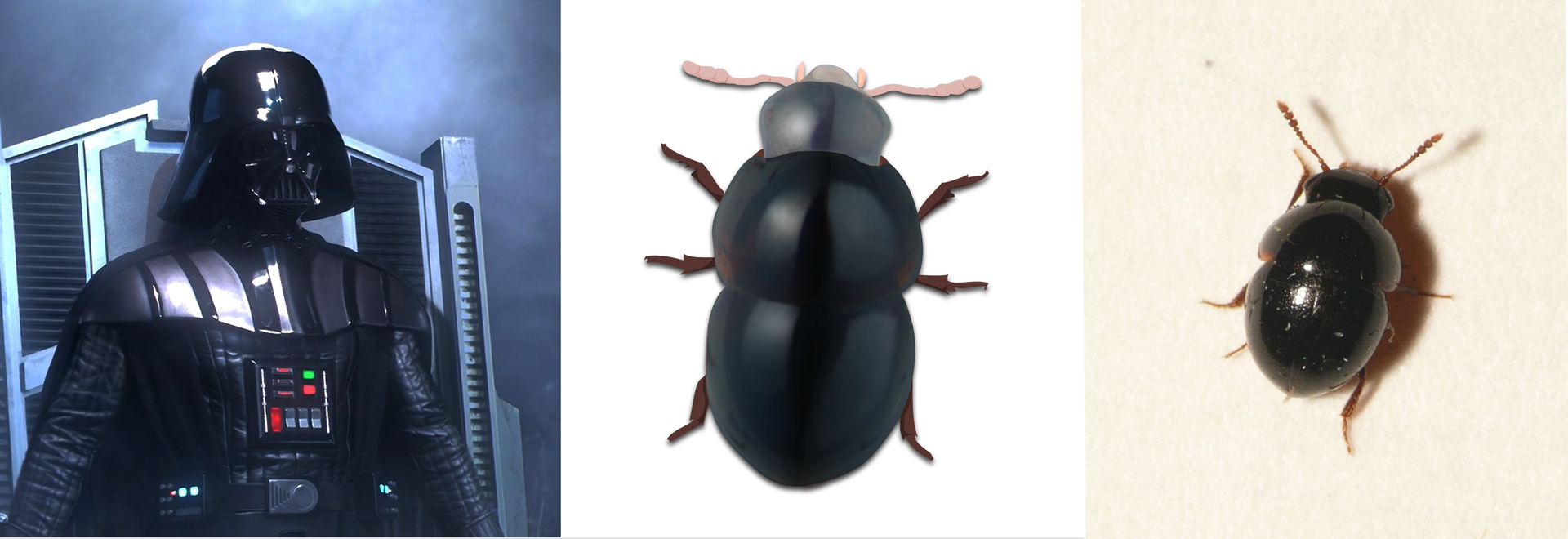 Grafika składa się z trzech ilustracji. Ta po lewej stronie to lord Vader, bohater filmu Gwiezdne wojny. Postać ubrana w czarny kombinezon. Na ramionach czarne naramienniki sięgające do klatki piersiowej. Na klatce piersiowej zestaw kolorowych prostokątnych przełączników. Przełączniki umieszczone w kwadratowej metalowej obudowie. Na głowie czarny hełm. Górna część hełmu w kształcie dużej kopuły. Twarz zakryta. Ilustracja po środku to rysunek czarnego chrząszcza Agathidium vaderi. Chrząszcz składa się z trzech owalnych części. Głowa, tułów i odwłok. Na głowie dwa czułki. Po każdej stronie trzy odnóża. Powierzchnia ciała chrząszcza przypomina kształtem i barwą sylwetkę Vadera. Z prawej strony znajduje się zdjęcie chrząszcza.