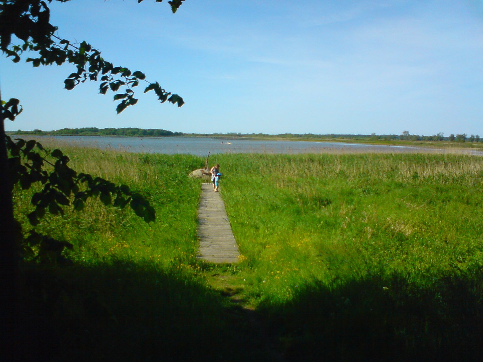 Kliknij, aby powiększyć. Zdjęcie przedstawia szuwary. Miedzy nimi znajduje się pomost, po którym idzie człowiek. Pomost prowadzi do dużego kamienia.