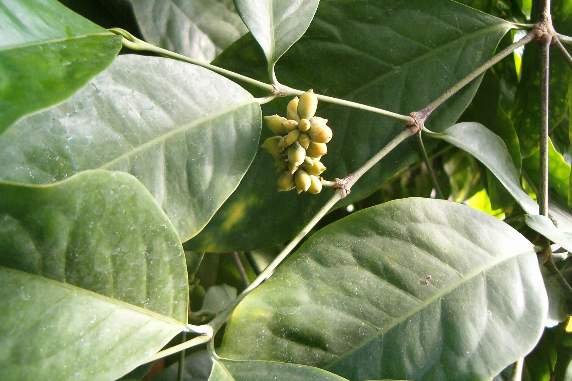 Zdjęcie przedstawia roślinę o nazwie gniot o dużych, owalnych liściach. Między nimi widoczny jest również kłos wyrastający z gałęzi składający się z niewielkich jajowatych nasion o szpiczastych zakończeniach.