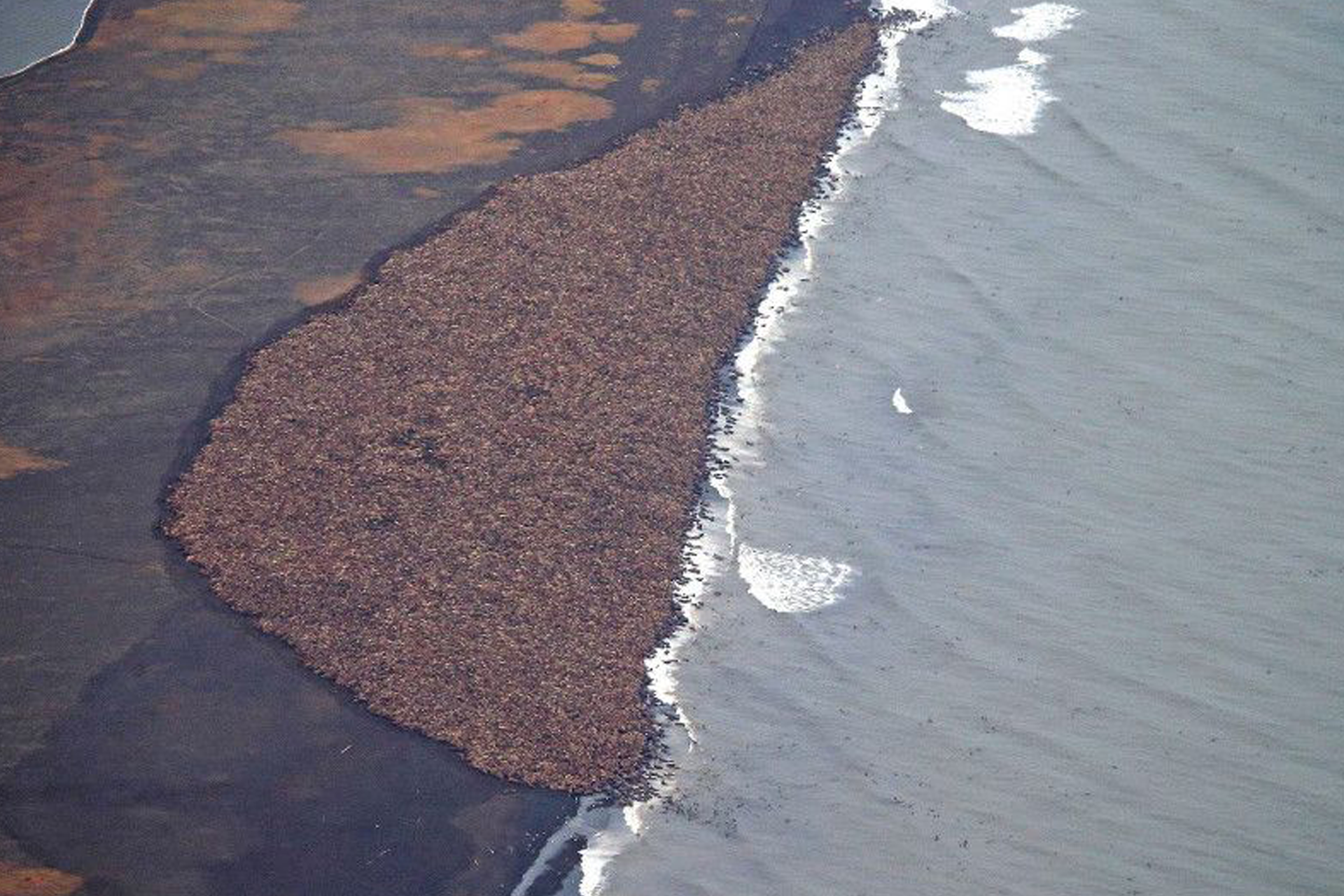 Fotografia przedstawia dużą szarobrązową plamę z lewej i szarą z białym z prawej. To lotnicze zdjęcie morsów na wybrzeżu Alaski. Brązowe zwierzęta na szarej skale są skupione przy wodzie. Znajdują się w środkowej części fotografii.