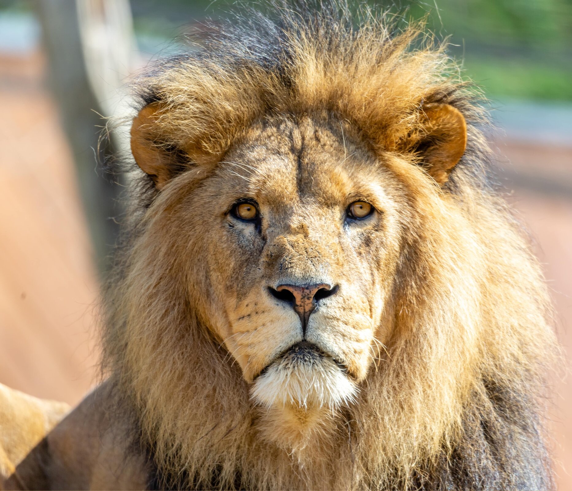 Zdjęcie przedstawia głowę lwa. Lew ma bujną grzywę i żółte, okrągłe oczy.
