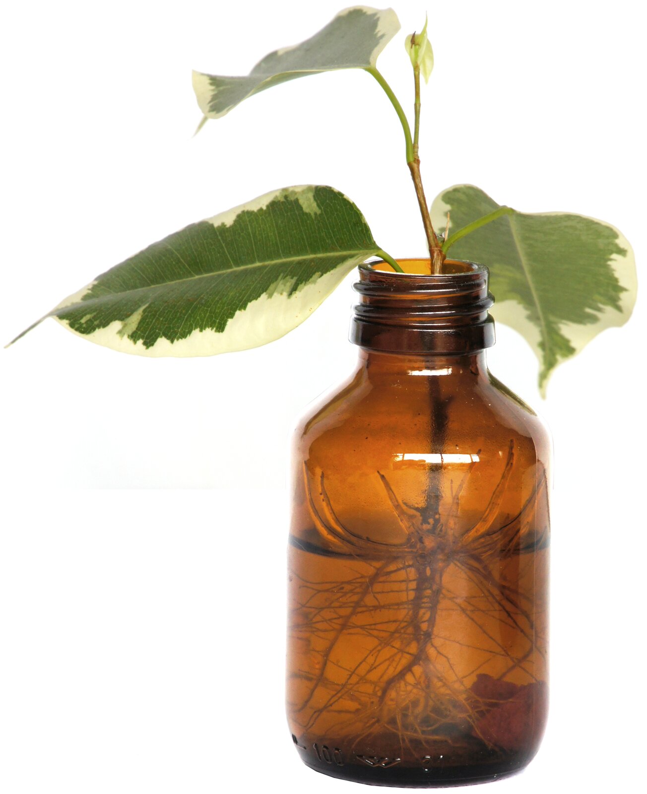 Zdjęcie przedstawia sadzonkę figowca benjamina w butelce z brązowego szkła. Figowiec ten posiada zwisający pokrój oraz małe, skórzaste i błyszczące liście wyrastające z gałązek. Na listkach figowca występują dwa kolory - środek jest zielony, a brzegi białe. Liście mają kształt owalny. Sadzonka osadzona w butelce z wodą ma liczne korzenie.