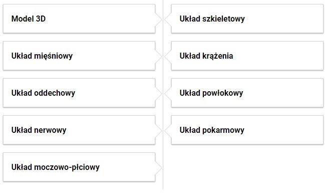 Widok spisu treści atlasu interaktywnego. To osiem białych pasków z czarnymi napisami ułożonych w dwie kolumny. W kolumnie po lewej znajdują się paski z napisami: model 3D, układ mięśniowy, układ oddechowy, układ nerwowy i układ moczowo‑płciowy. W kolumnie po prawej znajdują się paski z napisami: układ szkieletowy, układ krążenia, układ powłokowy i układ pokarmowy.