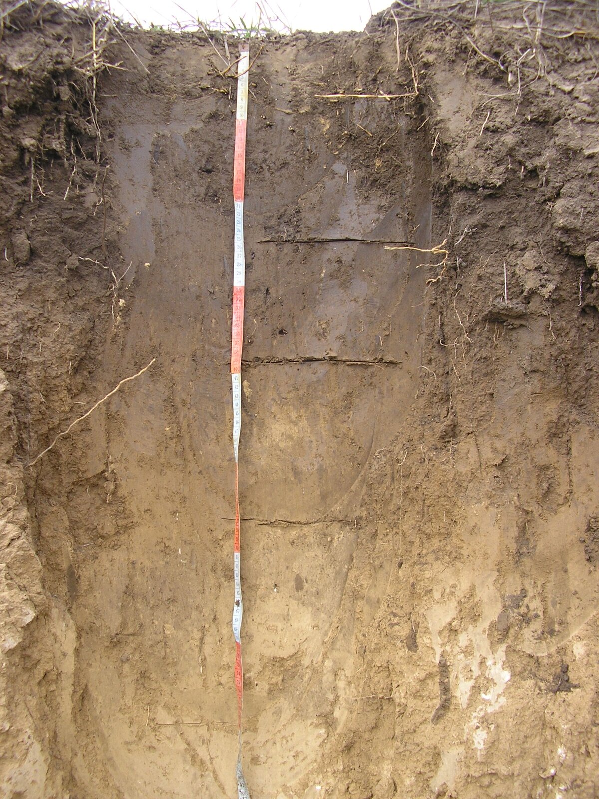 Zdjęcie ukazuje profil gleby. Bliżej powierzchni gleba ma kolor ciemnobrązowy. Od około 40 centymetrów poniżej powierzchni jaśnieje. 