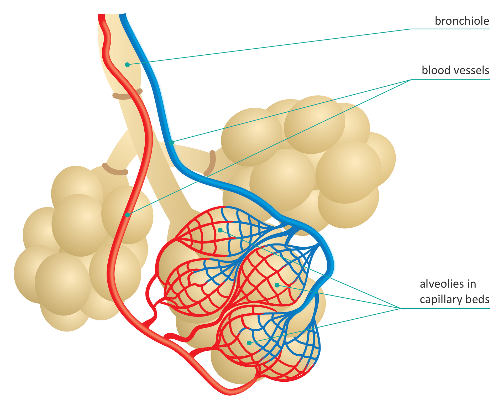 Ilustracja przedstawia 3 beżowe groniaste pęcherzyki na wspólnej rurce, podpisanej jako bronchiole. Na jednym z pęcherzyków leżą siateczki naczyń włosowatych, podpisane: alveolies in capillary beds. Od nich w górę niebieskie i czerwone naczynia krwionośne podpisane: blood vessels