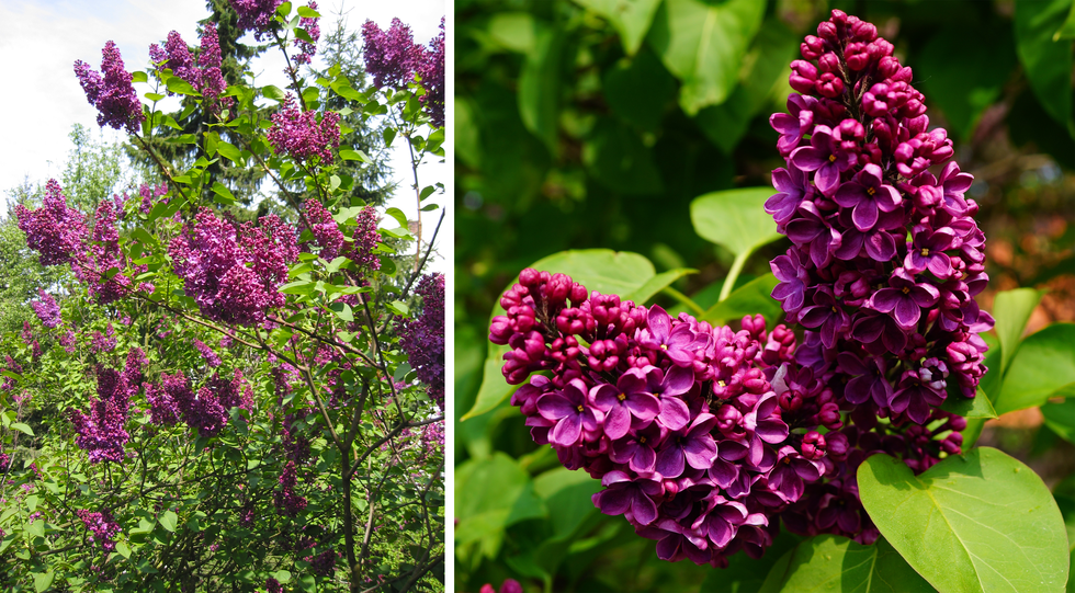 Dwie fotografie prezentują krzew lilaka, nazywanego bzem. Na pierwszej widoczne drobne gałęzie krzewu z kwitnącymi fioletowymi kwiatostanami lilaka oraz zielonymi liśćmi. Na drugiej fotografii widoczne z bliska dwa fioletowe kwiatostany bzu.