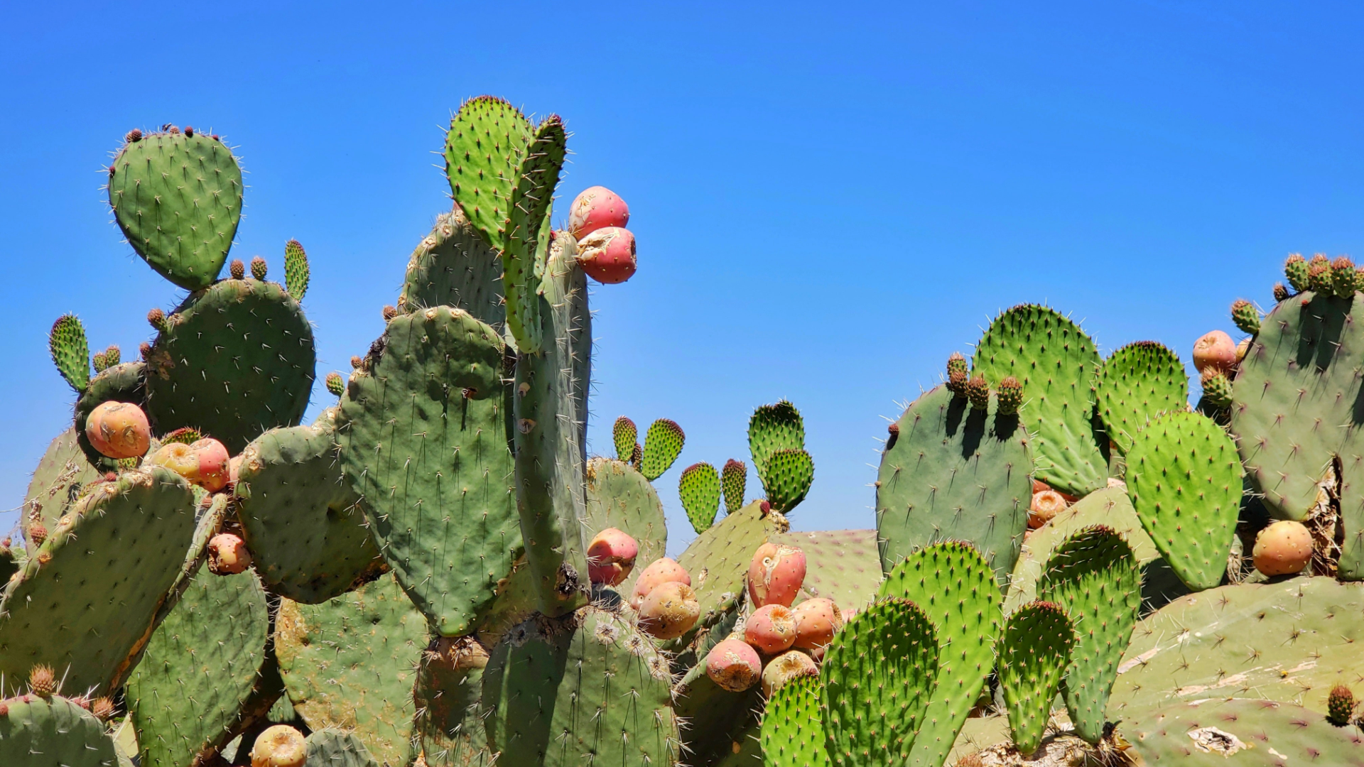 Zdjęcie przedstawia opuncję, roślinę z rodziny kaktusowatych. Na roślinach opuncji widoczne są jej owoce. W tle widoczne jest czyste niebo.