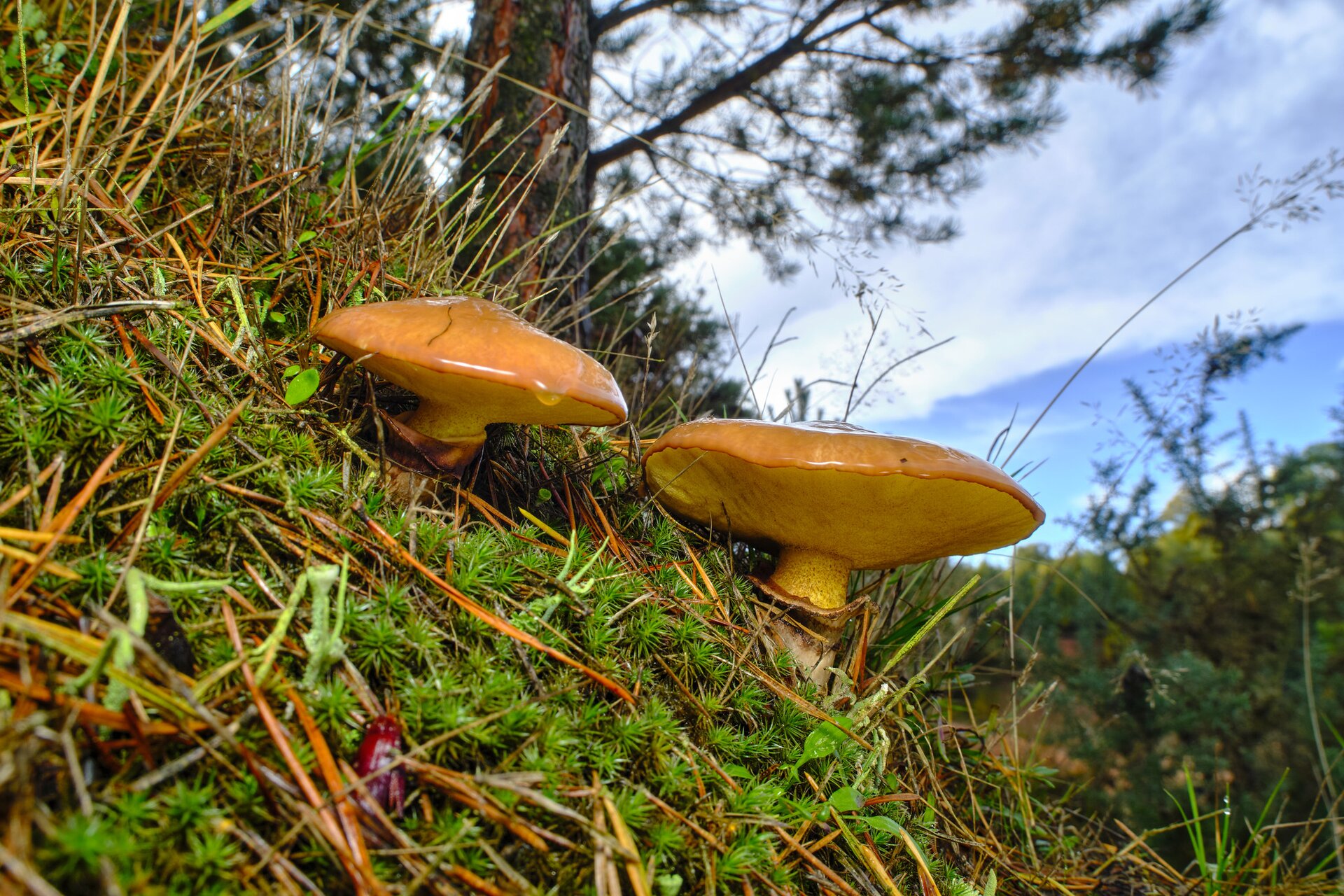 Sosna (Pinus) tworzy mikoryzę z maślakiem zwyczajnym (Suillus luteus).