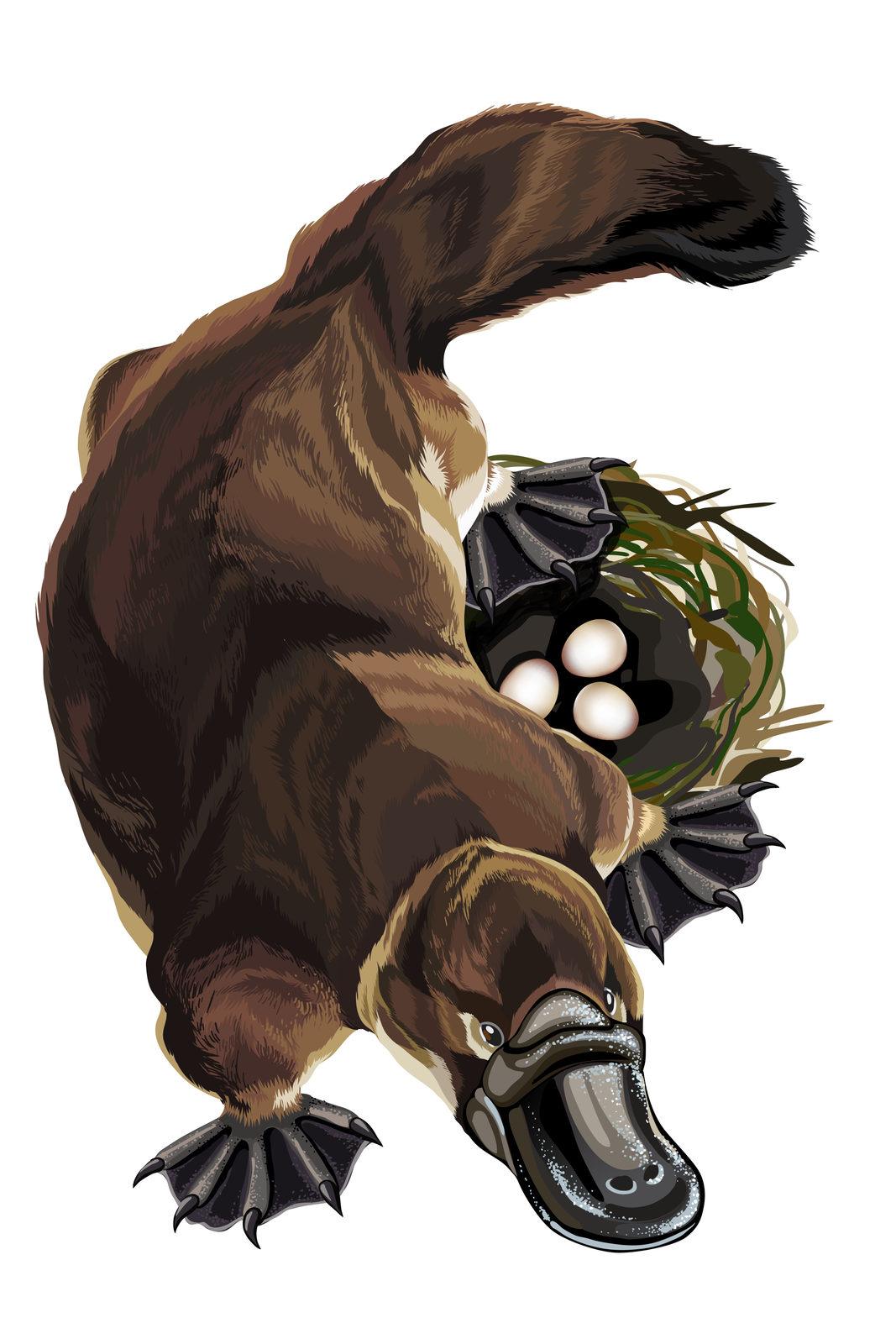 Ilustracja przedstawia brązowego dziobaka z góry. Zwierzę ma głowę u dołu, z szerokim, czarnym dziobem. Zaraz za nim małe szare oczy. Po bokach łapy z palcami spiętymi czarną błoną pławną. U góry gruby, wygięty w prawo ogon. Po prawej widać oliwkowe gniazdo z trzema białymi jajami.