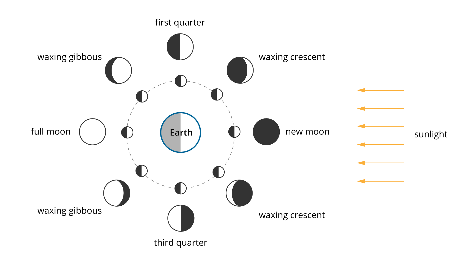 Na rysunku przedstawione są fazy Księżyca. Z prawej strony rysunku zaznaczone są strzałkami poziomymi skierowanymi w lewo promienie padającego słońca opisane sunlight. W środku rysunku znajduje się Ziemia opisane Earth, w postaci koła, którego lewa połowa jest zacieniowana. Wokół Ziemi zaznaczona linią przerywaną jest kołowa orbita, a na niej osiem pozycji księżyca - oznaczonego podobnie jako koło, z zacieniowaną lewą połową. Wokół każdej pozycji jest dodatkowo zaznaczone koło z zacieniowaną częścią odpowiadającą danej fazie księżyca, od góry zgodnie z ruchem wskazówek zegara: nad Ziemią - koło z lewą połową zacienioną opisane first quarter, prawie całe koło od lewej zacienione opisane waxing crescent, na wysokości Ziemi - całe koło zacienione opisane new moon, prawie całe koło od prawej zacienione opisane waxing crescent, pod Ziemią - koło z prawą połową zacienioną opisane third quarter, mała część koła od prawej zacieniona opisane waxing gibbous, na wysokości Ziemi - koło niezacienione opisane full moon, mała część koła od lewej zacieniona opisane waxing gibbous.