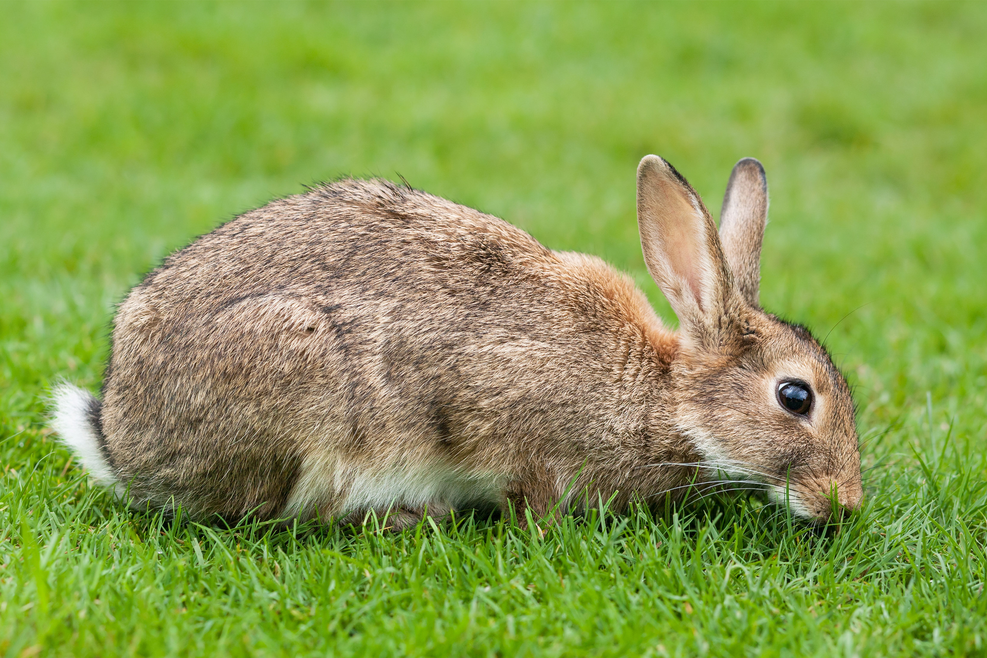 Fotografia przedstawia zająca siedzącego na krótko przystrzyżonej trawie. Pyszczek zająca jest nisko pochylony nad źdźbłami trawy. Zając ustawiony jest prawym profilem do odbiorcy.