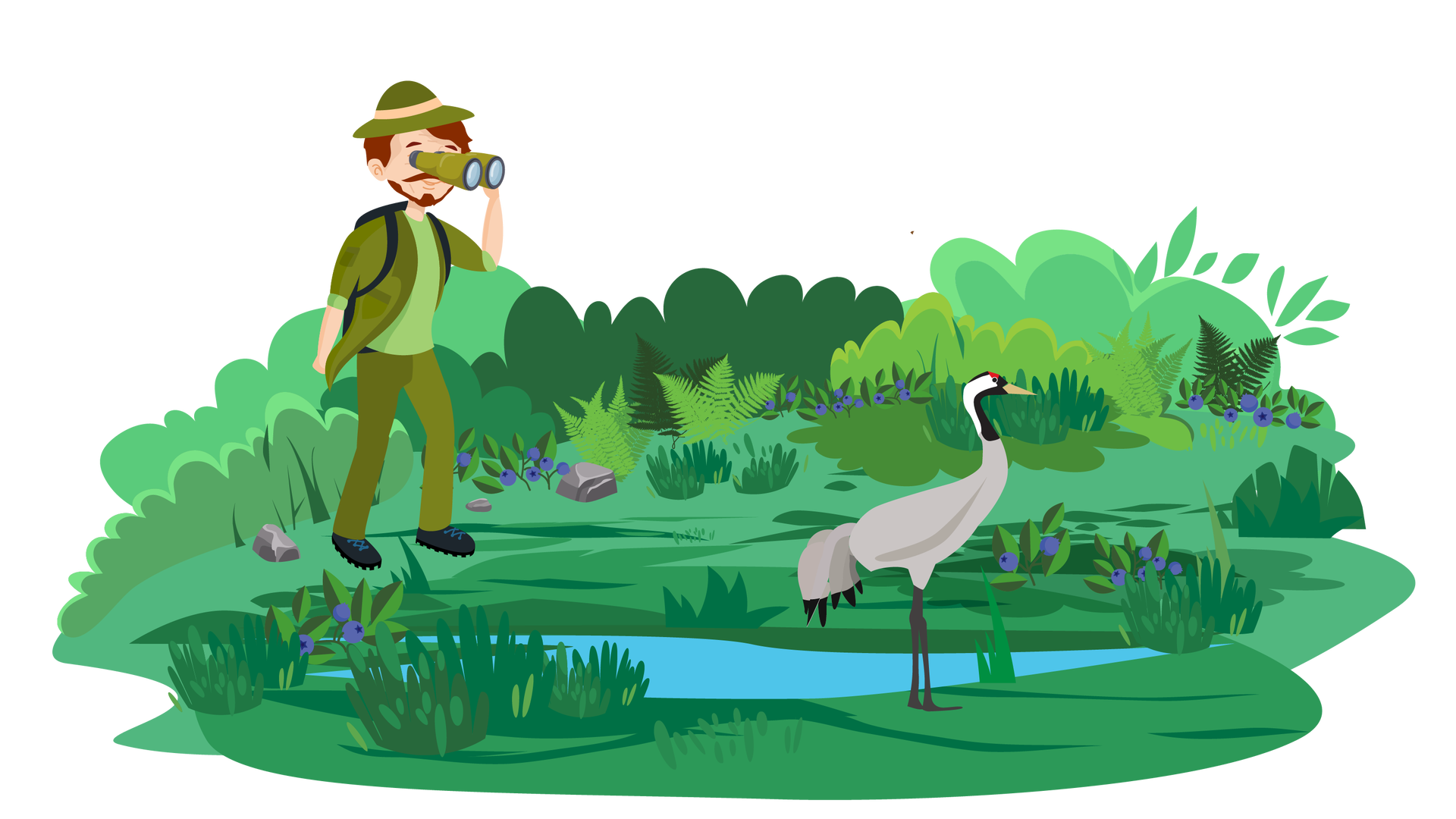 Ilustracja przedstawia zieloną polanę, na której rosną krzewy, krzaki jagód i wysokie trawy. Na środku polany znajduje się niewielki zbiornik wodny. Po jego prawej stronie stoi żuraw. Jest to ptak, który ma czarno‑czerwono‑białe upierzenie na głowie i szare na grzbiecie, brzuchu oraz skrzydłach. Po lewej stronie ilustracji stoi ornitolog. Jest to mężczyzna o krótkim brązowych włosach, wąsach i krótkiej brodzie, ubrany w jasnozieloną koszulkę z krótkimi rękawami, ciemnozieloną marynarkę z podwiniętymi długimi rękawami, długie ciemnozielone spodnie i czarne buty. Na głowie ma ciemnozielony kapelusz. W lewej ręce trzyma ciemnozieloną lornetkę, przez którą obserwuje żurawia.