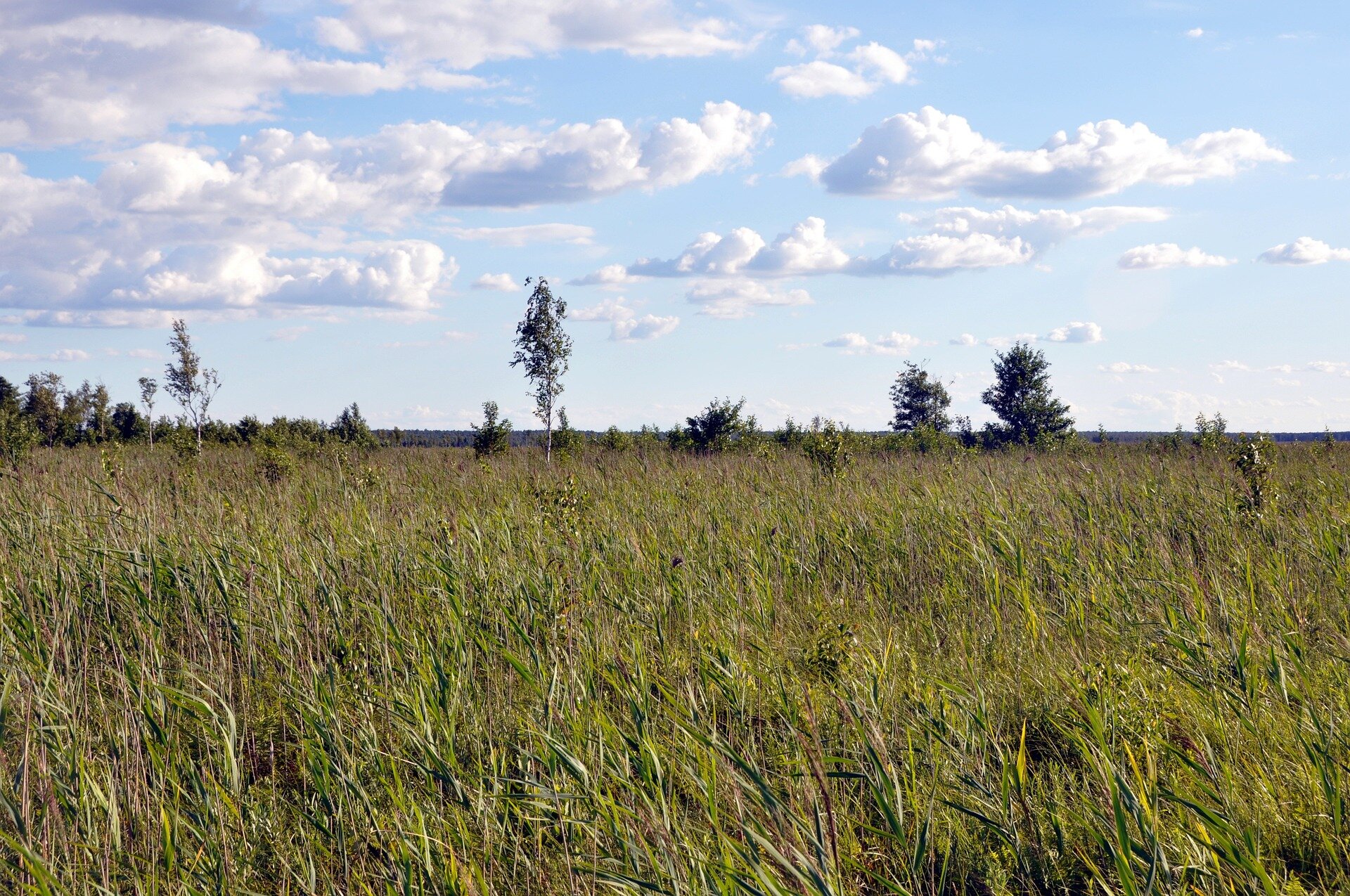 Zdjęcie przedstawia bagienny teren porośnięty wysoką trawą, w oddali ukazane jest pasmo drzew. 