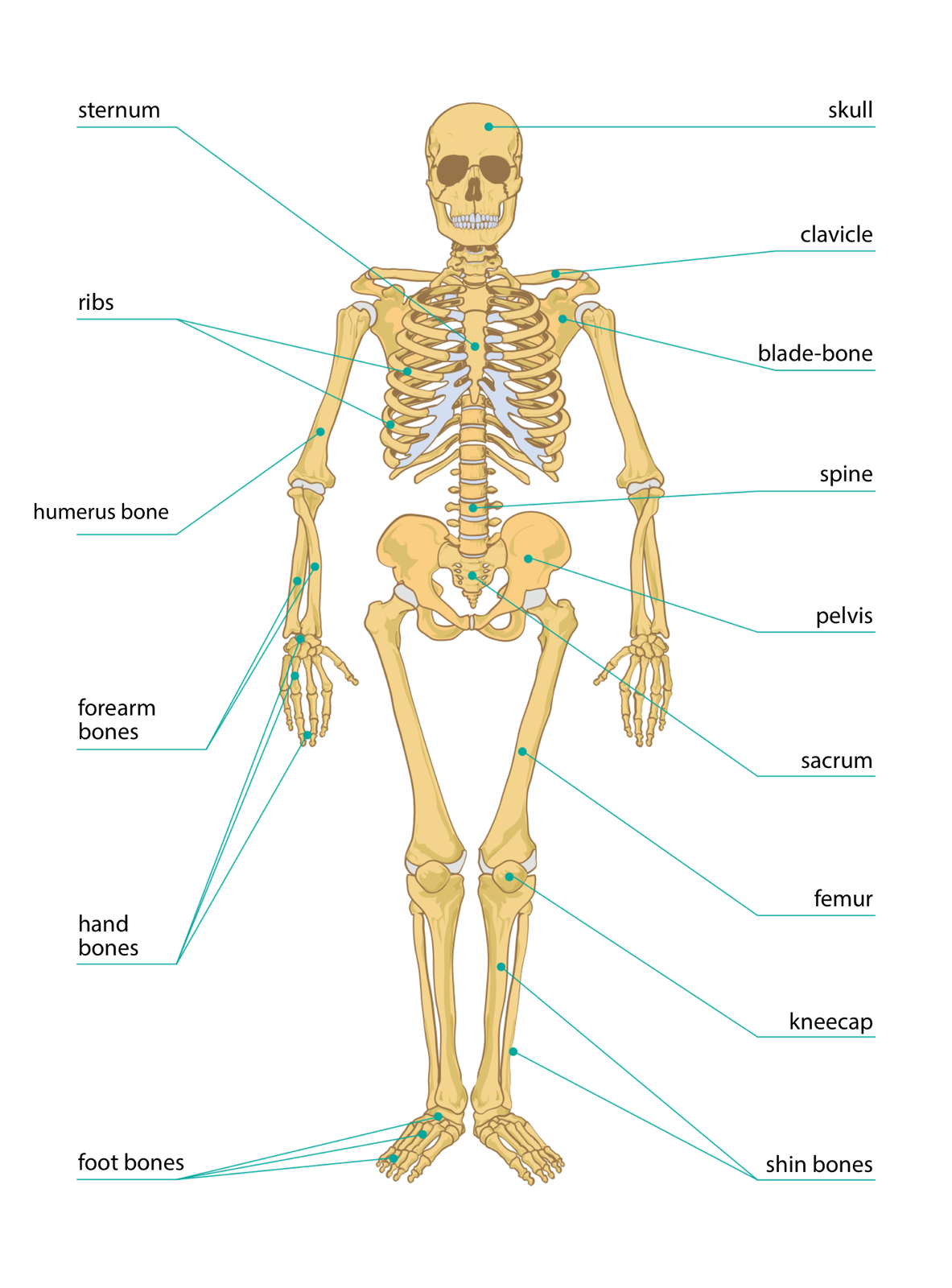 Grafika przedstawiająca szkielet ludzki z opisanymi częściami kostnymi. Podpisane części kostne po lewej: sternum, ribs, humerus, forearm bones, foot bones; po prawej: skull, clavicle, blade-bone, spine, pelvis, sacrum, femur, kneecap, shin bones