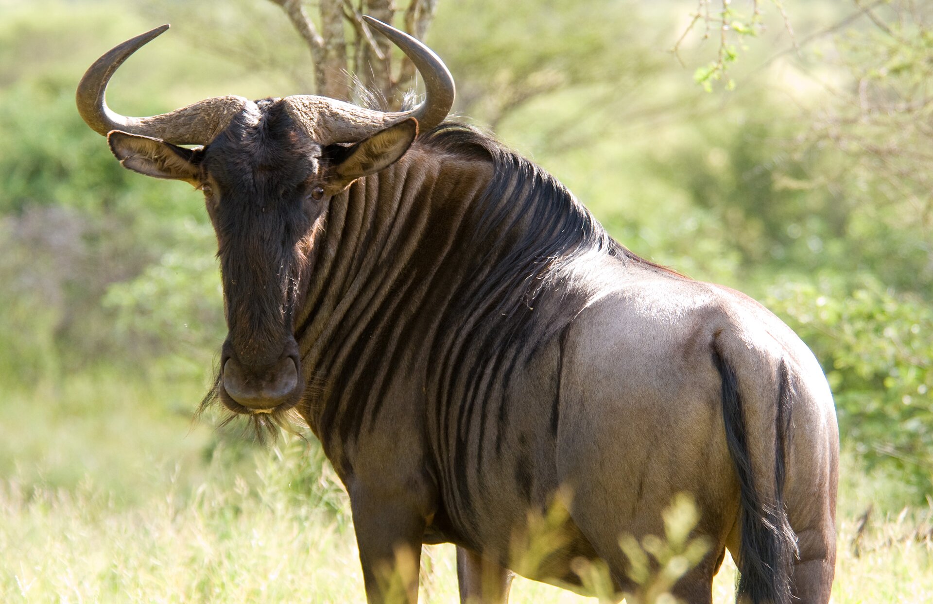 Na zdjęciu widzimy stojące  tyłem gnu, które obraca głowę w naszą stronę. Gnu ma jasnobrązowe umaszczenie, widać też na jego ciele ciemnobrązowe pręgi, idące w stronę szyi i głowy. Wydłużoną głowę gnu wieńczą imponujące rogi zakrzywione do środka. Pod rogami można dostrzec sporych rozmiarów uszy. W tle widać zieloną roślinność.
