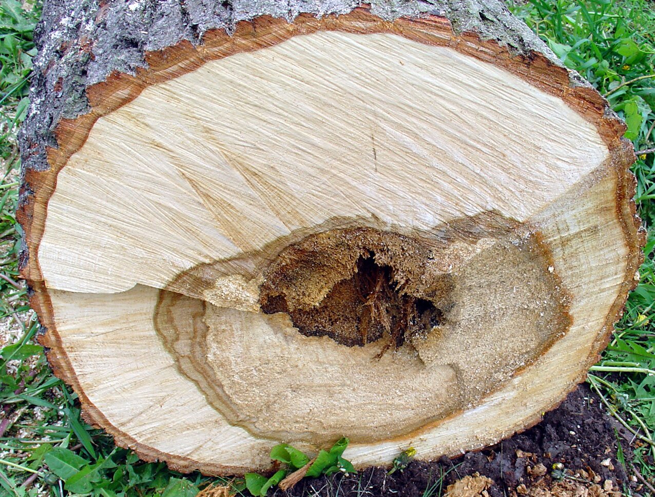 Zdjęcie przedstawia ściętą lipę. Widoczny jest bal jasnobeżowego drewna w przekroju, z szarą korą dookoła i ciemnobrązowym i brązowymi słojami w środku.