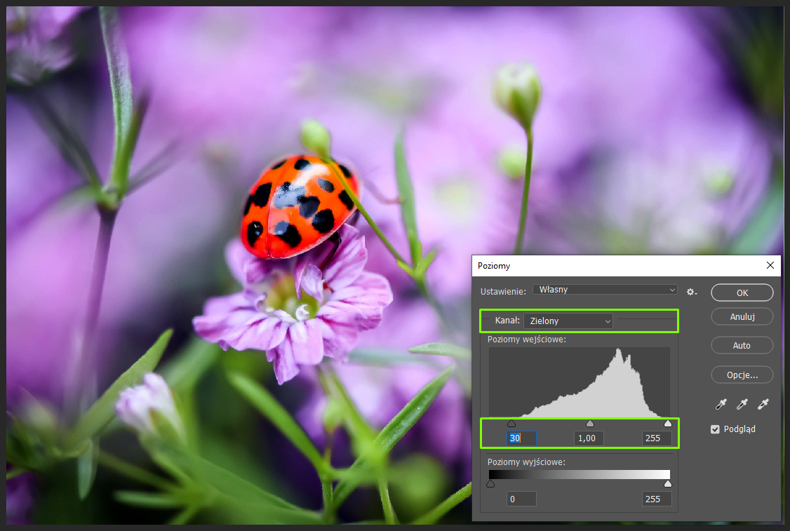 Ilustracja przedstawia okno programu. W obszarze roboczym jest zdjęcie biedronki siedzącej na różowym kwiatku. Po prawej stronie jest okno dialogowe o nazwie: Poziomy. W Ustawieniach z listy wybrano Własny. W Kanale wpisano Zielony. Poniżej jest histogram. Po jego lewej stronie jest wartość 30, na środku 1,00, po prawej 255. Zaznaczono: Podgląd. 