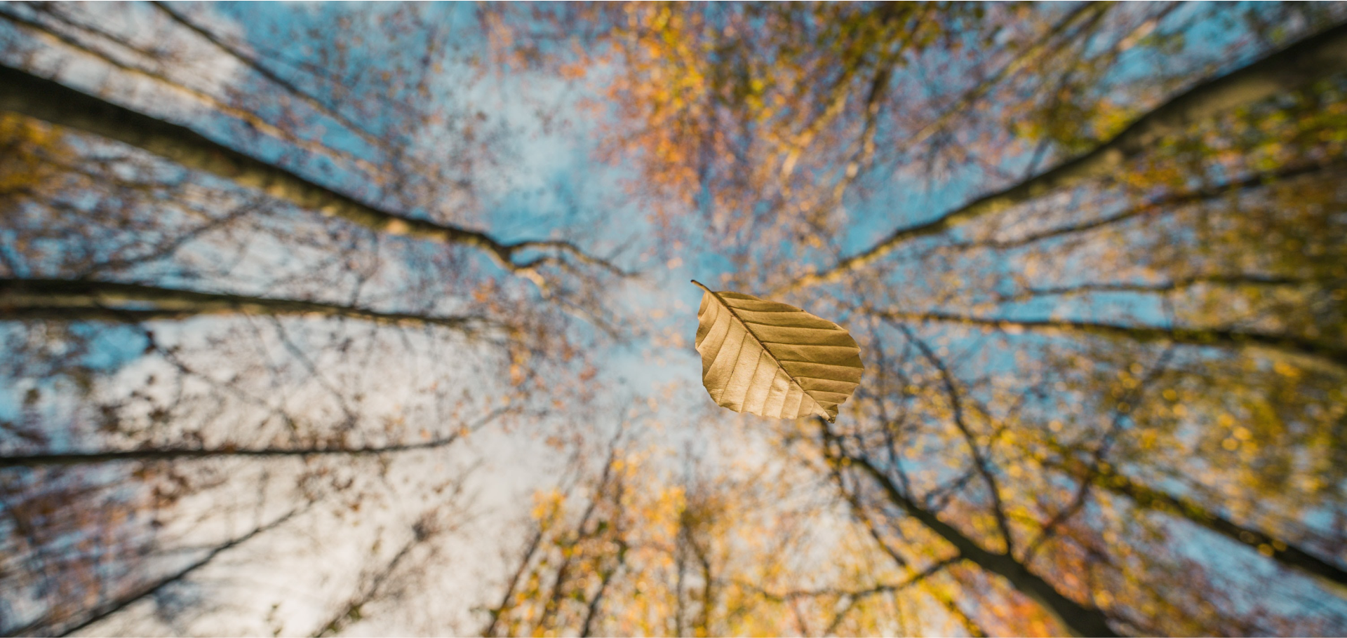 Zdjęcie przedstawia spadający liść na tle wierzchołków drzew. Na niebieskim tle z białymi obłokami widać  górne fragmenty drzew w kształcie czarnych linii z wypustkami i żółtymi liśćmi ułożone promieniście wierzchołkami do centrum zdjęcia. W centrum zdjęcia widać żółty spadający liść o owalnym kształcie z widoczną jodełkową strukturą.