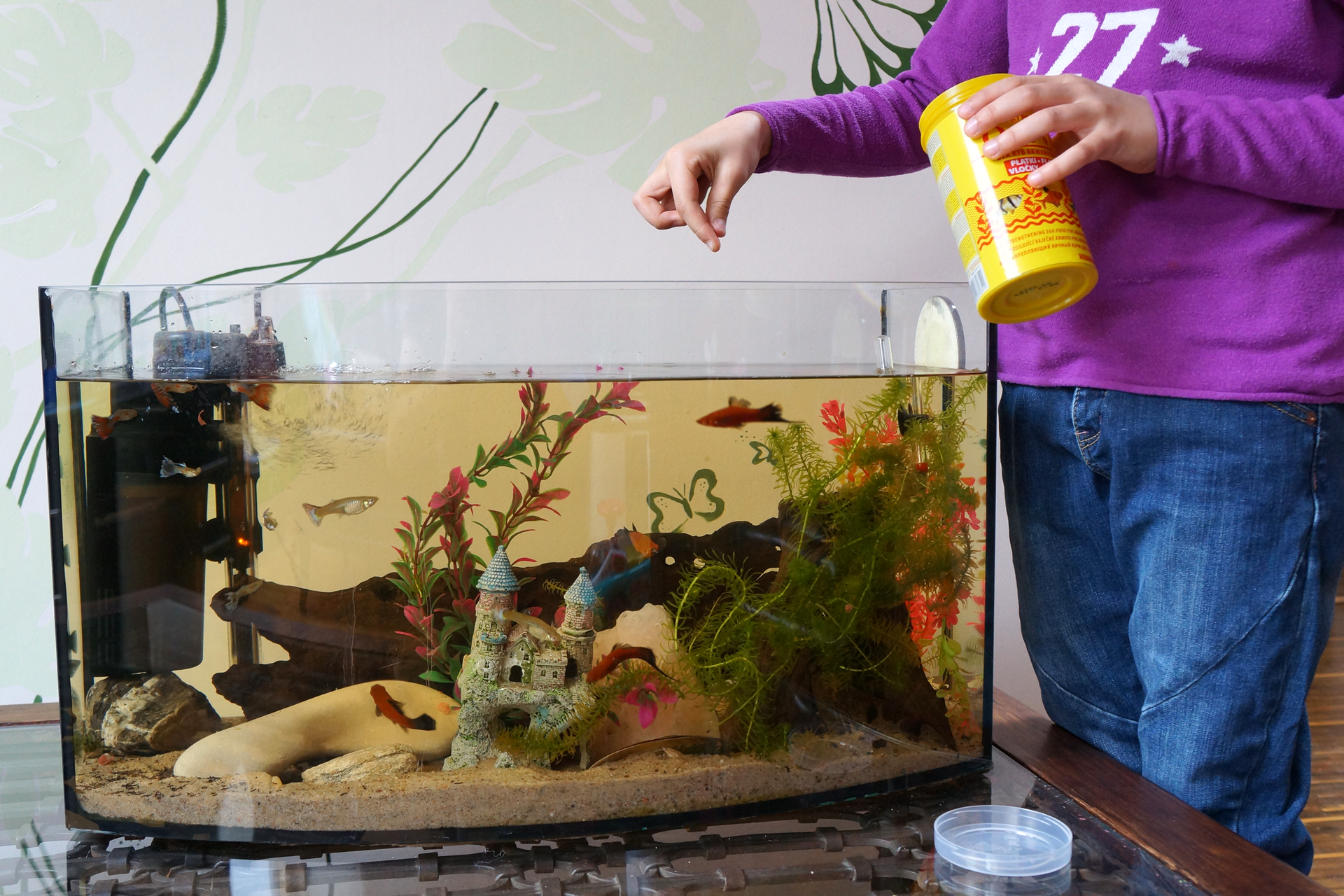 Zdjęcie przedstawia średniej wielkości akwarium ustawione na stole. Po prawej stronie akwarium stoi osoba, która wsypuje do niego pokarm dla rybek. Dno akwarium jest wysypane piaskiem. W akwarium widać roślinność podwodną, kamienie oraz zamek. Między nimi pływają czerwone rybki.