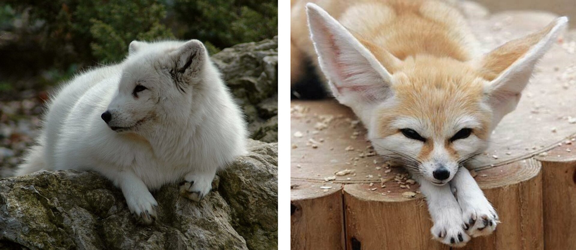 Po lewej stronie znajduje się fotografia przedstawiająca lisa polarnego. Ma białą sierść oraz krótkie uszy. Po prawej stronie znajduje się fotografia przedstawiająca fenka pustynnego. Jest koloru rudo‑białego. Posiada długie spiczaste uszy.