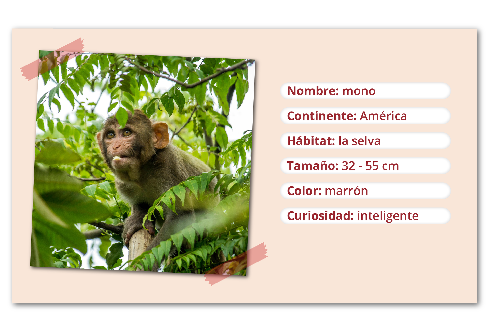 Zdjęcie małpy na drzewie pośród liści. Obok informacje: Nombre - mono. Continente: América. Hábitat: la selva. Tamaño: treinta y dos - cincuenta y cinco centímetros. Color: marrón. Curiosidad: inteligente.