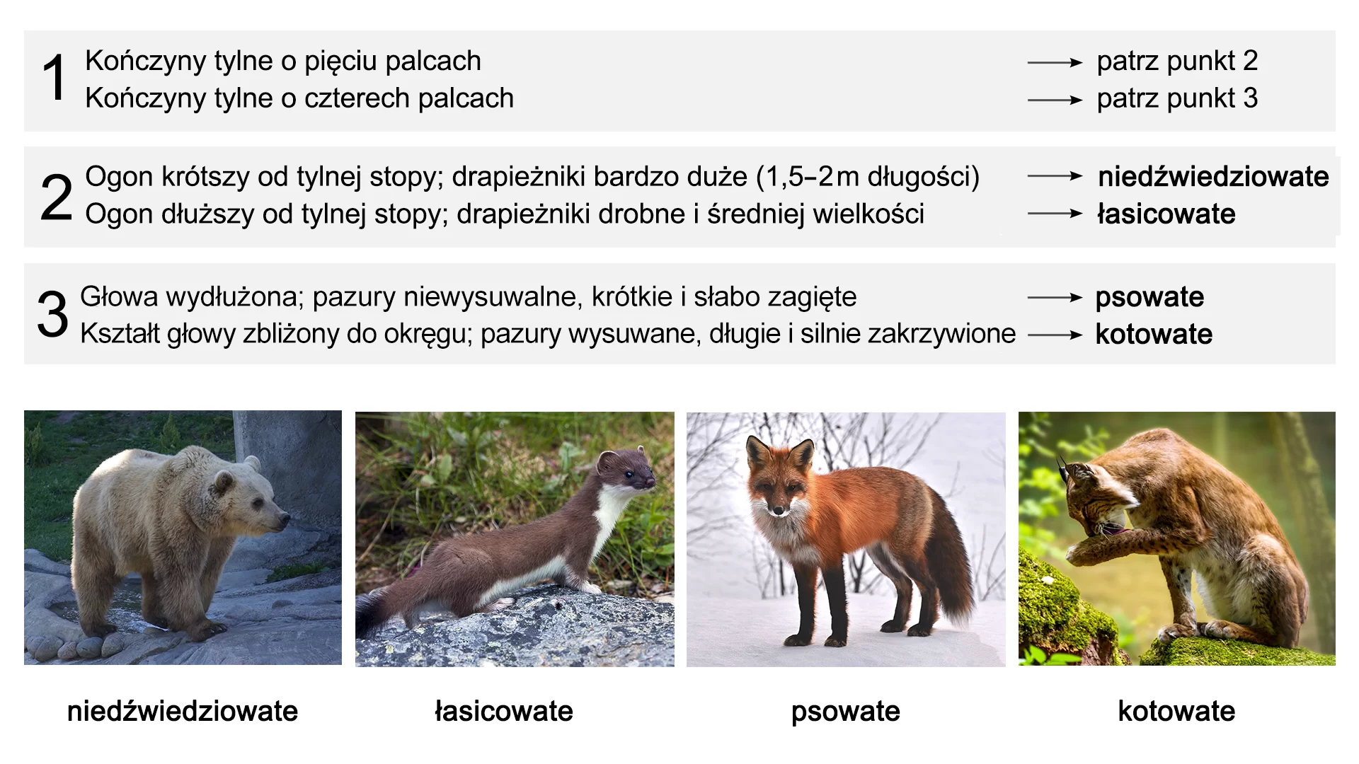 Grafika przedstawia numeryczny klucz dychotomiczny do oznaczania rodzin z rzędu drapieżnych (Carnivora). Pierwsze pytanie dotyczy ilości palców w kończynach tylnych. Pierwszy wariant, 5 palców, prowadzi do pytania 2, natomiast alternatywna odpowiedź 4 palców prowadzi do pytania 3. W pytaniu drugim pierwszy wariant "Ogon krótszy od tylnej stopy, drapieżniki bardzo duże (1,5‑2 m długości)" prowadzi do rodziny niedźwiedziowatych, a drugi wariant "Ogon dłuższy od tylnej stopy; drapieżniki drobne i średniej wielkości" wskazuje na rodzinę łasicowatych. W punkcie trzecim wariant "Głowa wydłużona, pazury niewysuwalne, krótkie i słabo zagięte" prowadzi do rodziny psowatych, a opcja "Kształt głowy zbliżony do okręgu, pazury wysuwalne, długie i silnie zakrzywione" wskazuje na przynależność do rodziny kotowatych. Na dole ilustracji przedstawione są zdjęcia przedstawicieli każdej z wymienionych rodzin z rzędu drapieżnych. Pod opisem znajdują się cztery zdjęcia. Niedźwiedzia brunatnego (z podpisem niedźwiedziowate), łasicy (z podpisem łasicowate), lisa (z podpisem psowate), rysia (z podpisem kotowate).