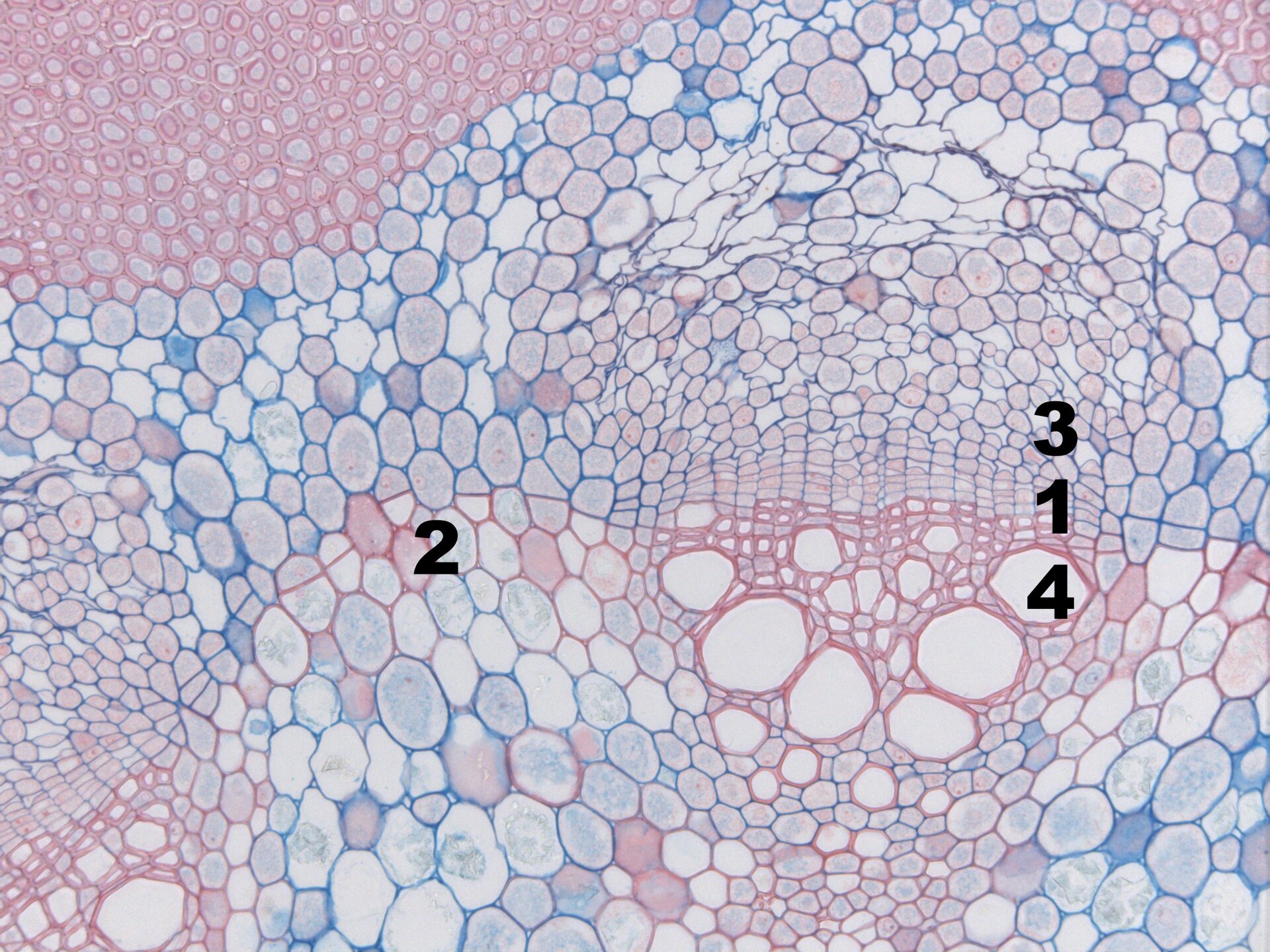 Grafika przedstawia przekrój poprzeczny przez jednoroczny pęd kokornaku wielkolistnego. Na grafice oznaczono takie elementy jak: kambium wiązkowe, kambium międzywiązkowe, metafloem, metaksylem. Komórki mają zróżnicowane, wielokątne kształty. Różnią się one wielkością. Największy jest metaksylem, natomiast najmniejsze są komórki wiązkowe.