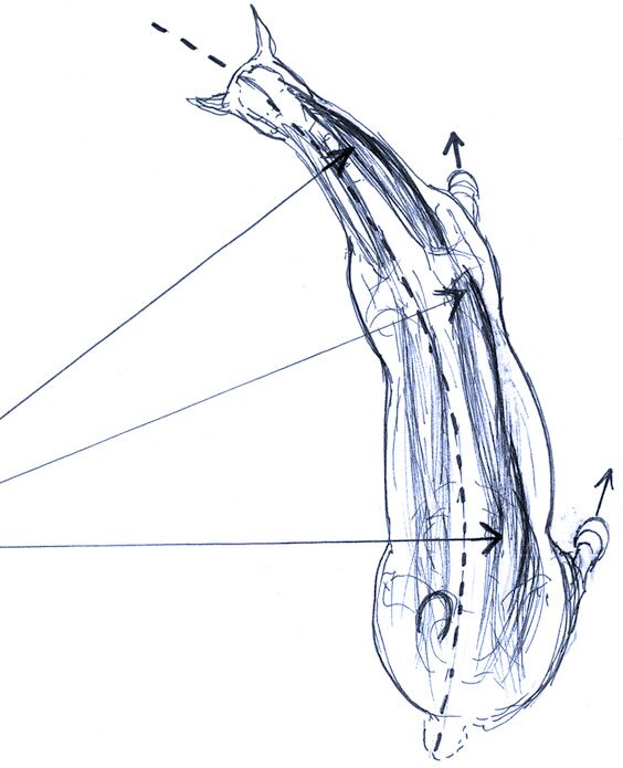 Rysunek przedstawia konia wykonującego woltę w widoku od góry. Sylwetka konia jest wygięta w łuk. Jednocześnie kopyta zwrócone się w przeciwnym kierunku.