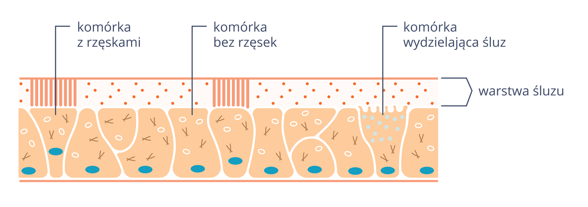 Ilustracja przedstawia nieregularne różowe komórki nabłonka oddechowego z niebieskimi jądrami. Na nich znajduje się kropkowana warstwa śluzu. Z prawej komórka z jaśniejszymi pęcherzykami, opisana jako komórka produkująca śluz. Niektóre komórki są bez pionowych rzęsek, inne mają rzęski.