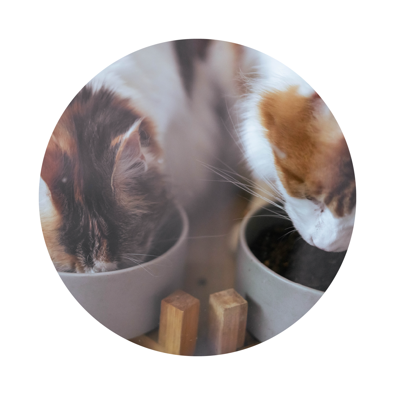 Zdjęcie przedstawia dwa koty jedzące z miseczek. 