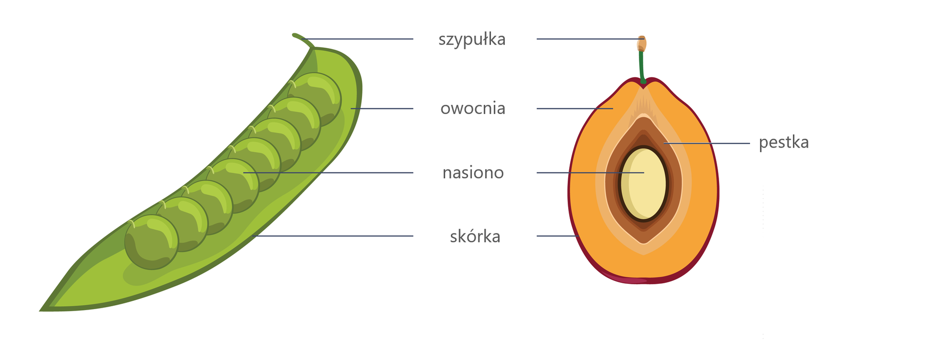 Ilustracja przedstawia dwa owoce: zielony strąk grochu i żółto‑brązową śliwkę. Zaznaczono na nich szypułkę (u góry obu owoców), owocnię (łupina grochu i miąższ śliwki), nasiono (okrągły groszek i centralnie położone jasne nasiono śliwki) oraz skórkę (zewnętrzna okrywa obu owoców). Z prawej strony podpisano brązową pestkę śliwki, otaczającą nasiono. 