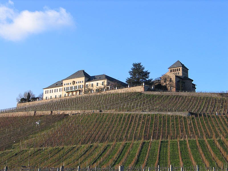 Schloss Johannisberg to najbardziej znana historycznie winnica w Niemczech. Jako pierwsza przyjęła odmianę winorośli Riesling i tu odkryto szlachetną pleśń.