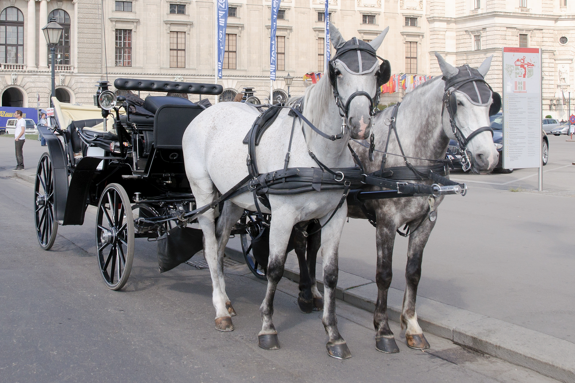 Fotografia ukazuje dwa białoszare konie w zaprzęgu czarnej karocy. Konie mają założony osprzęt do powożenia składający się z licznych pasów i linek. Konie i karoca znajdują się na asfaltowej drodze. W tle widoczny duży budynek z wieloma oknami. Przed budynkiem znajdują się trzy maszty z zawieszonymi  flagami oraz duży plac.