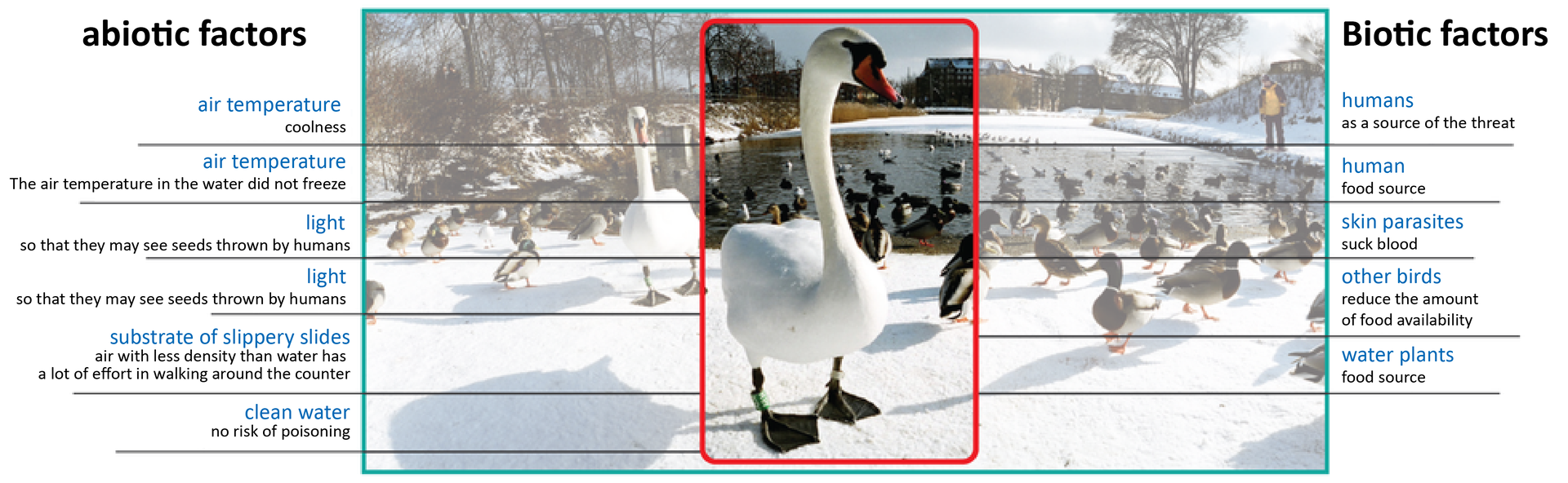 Ilustracja przedstawia schemat ze zdjęciem i dotyczy przykładów wpływu czynników ekologicznych. Na zdjęciu widać brzeg stawu zimą. Na ośnieżonym brzegu znajduje się stado kaczek i łabędź, w dali widać ludzi. Po lewej stronie napis: abiotic factors: 1. Air temperature (coolness, the air temperature in the water did not freeze). 2. light (so that they may see seeds thrown by humans). 3. Substrate of slippery slides (air with less density than water has a lot if effort in walking around the counter). 4. Clean water (no risk of poisoning). Po prawej stronie napis – biotic factors: 1. Humans (as a source of the threat and food source). 2. Skin parasites (suck blood). 3. Other birds (reduce the amount of food availability). 4. Water plants (food source).