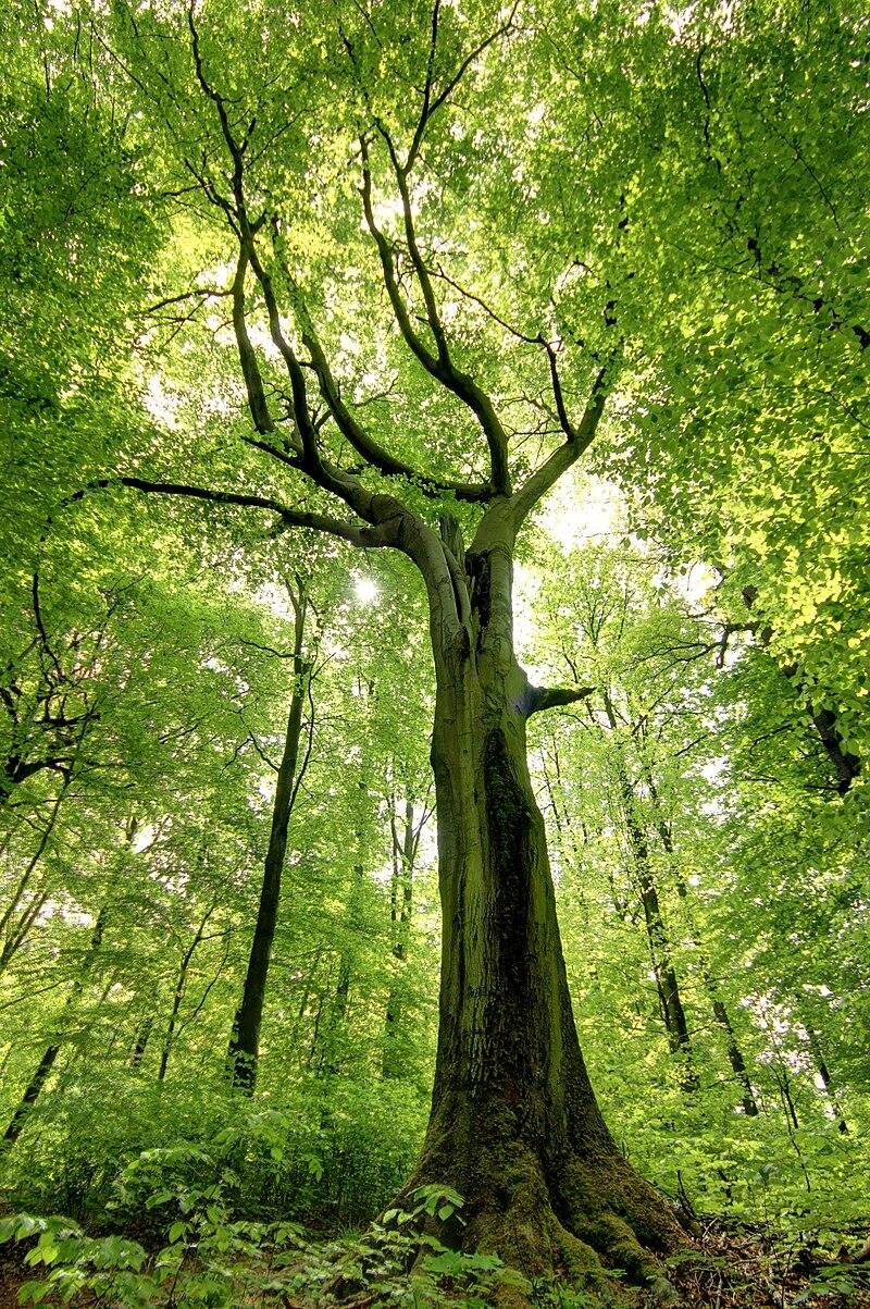 Na zdjęciu Buk. Wysokie drzewo liściaste. Ma rozłożyste gałęzie, na których rosną zielone liście. Wokół zagajnik niewielkich drzewek. 