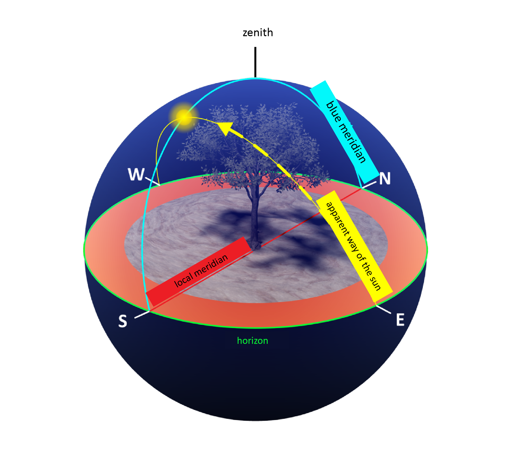 Ilustracja prezentuje sklepienie niebieski. Na ilustracji sklepienie niebieskie, to kopuła znajdująca się nad horyzontem, który obrysowano zieloną owalną linią. Na sklepieniu niebieskim zaznaczono południk niebieski blue meridian, jako jasnoniebieską linię biegnącą od punktu N do punktu S znajdujących się na zielonej linii horyzontu. W środku południka niebieskiego zaznaczono i podpisano najwyższy punkt na sklepieniu niebieskim, czyli zenit zenith. Przerywaną linią żółtą zakończoną strzałką oznaczono pozorną drogę Słońca apparent way of the sun, która biegnie od punktu E do punktu W zaznaczonych na zielonej linii horyzontu horizon. Punkt N oraz S połączono prostą czerwona linią podpisaną – południk miejscowy local meridian. Wszystkie linie przechodzą nad drzewem znajdującym się na środku pod sklepieniem niebieskim.