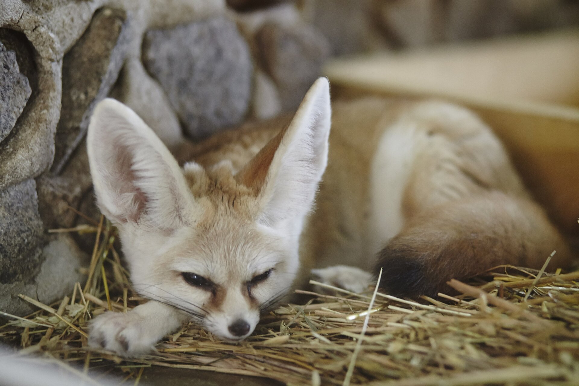 Zdjęcie przedstawia śpiącego fenka, na żółtej słomie, w tle widoczna jest szara, kamienista ściana. Leży na brzuchu, jego ciało jest zwinięte na kształt litery u. Futro fenka jest beżowe. Na głowie ma charakterystyczne, bardzo długie uszy.