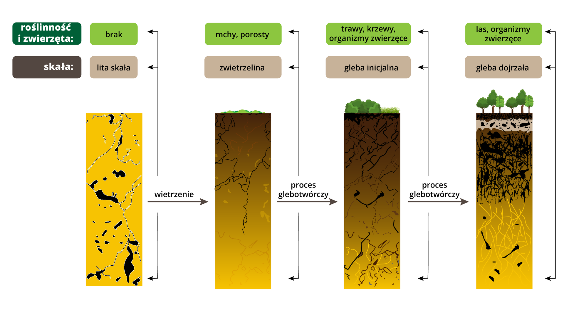 Schemat przedstawia rozwój gleby. Na górze schematu podano informację, czy na danym rodzaju skały jest roślinność i zwierzęta. Schemat zawiera także obrazki dotyczące kolejnych etapów powstawania gleby. Pierwszym etapem rozwoju gleby jest skała. W przypadku skały - brak roślinności i zwierząt. Na skutek wietrzenia skały tworzy się zwietrzelina, na której rosną mchy i porosty. Zachodzi proces glebotwórczy - powstaje gleba inicjalna. Rosną na niej trawy, krzewy, żyją organizmy zwierzęce. Na skutek dalszego procesu glebotwórczego powstaje gleba dojrzała. Rośnie na niej las i żyją organizmy zwierzęce.