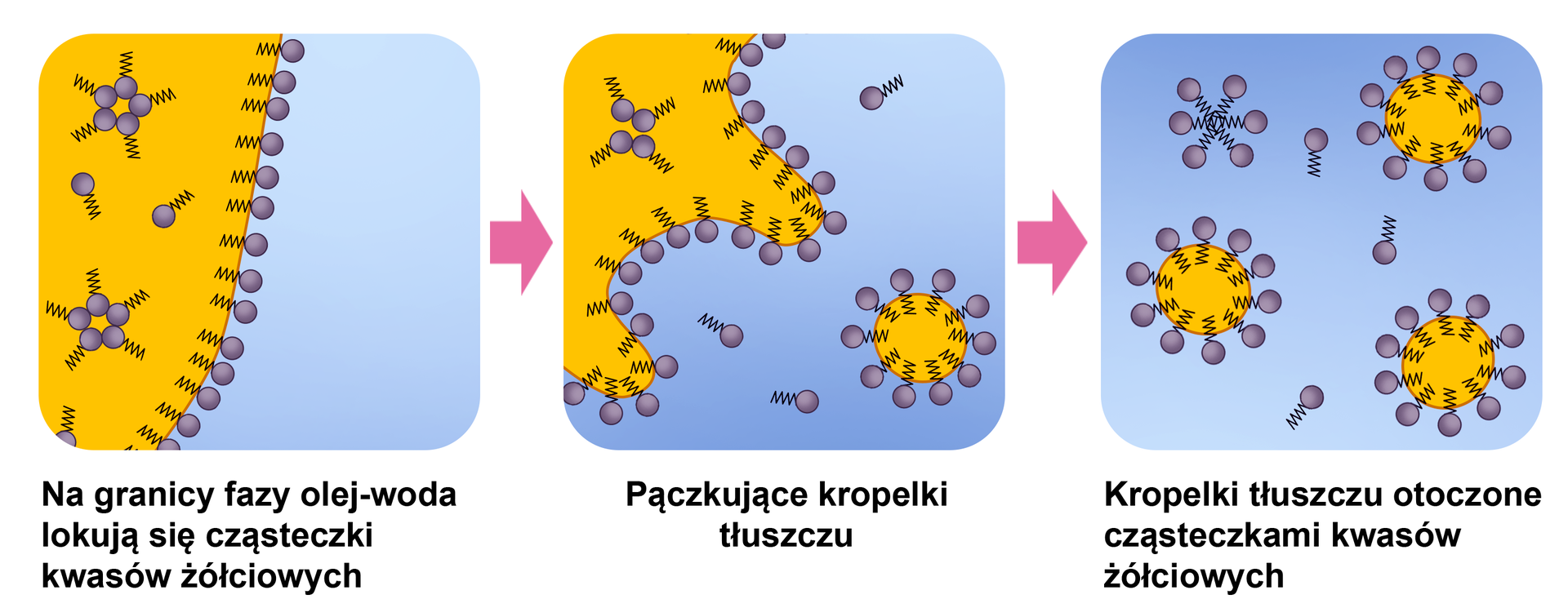 Schemat składający się z trzech ilustracji przedstawia trawienie tłuszczów. Na pierwszym rysunku widać wodę i olej. Przebiegająca między tymi cieczami granica jest prosta, a na granicy fazy olej – woda lokują się w szeregu cząsteczki kwasów żółciowych. Na drugim obrazku można dostrzec, że linia graniczna obleju staje się pofałdowana, a duże krople tłuszczu odrywają się od jego brzegu i są rozbijane na wiele drobnych kropelek. Objętość tłuszczu pozostaje taka sama, jednak powierzchnia kontaktu wielu kropelek tłuszczu z wodą jest o wiele większa niż w przypadku jednej dużej kropli. Na trzeciej ilustracji znajdują się już tylko kropelki tłuszczu. Zostają one otoczone w koło szeregiem cząsteczek kwasów żółciowych.