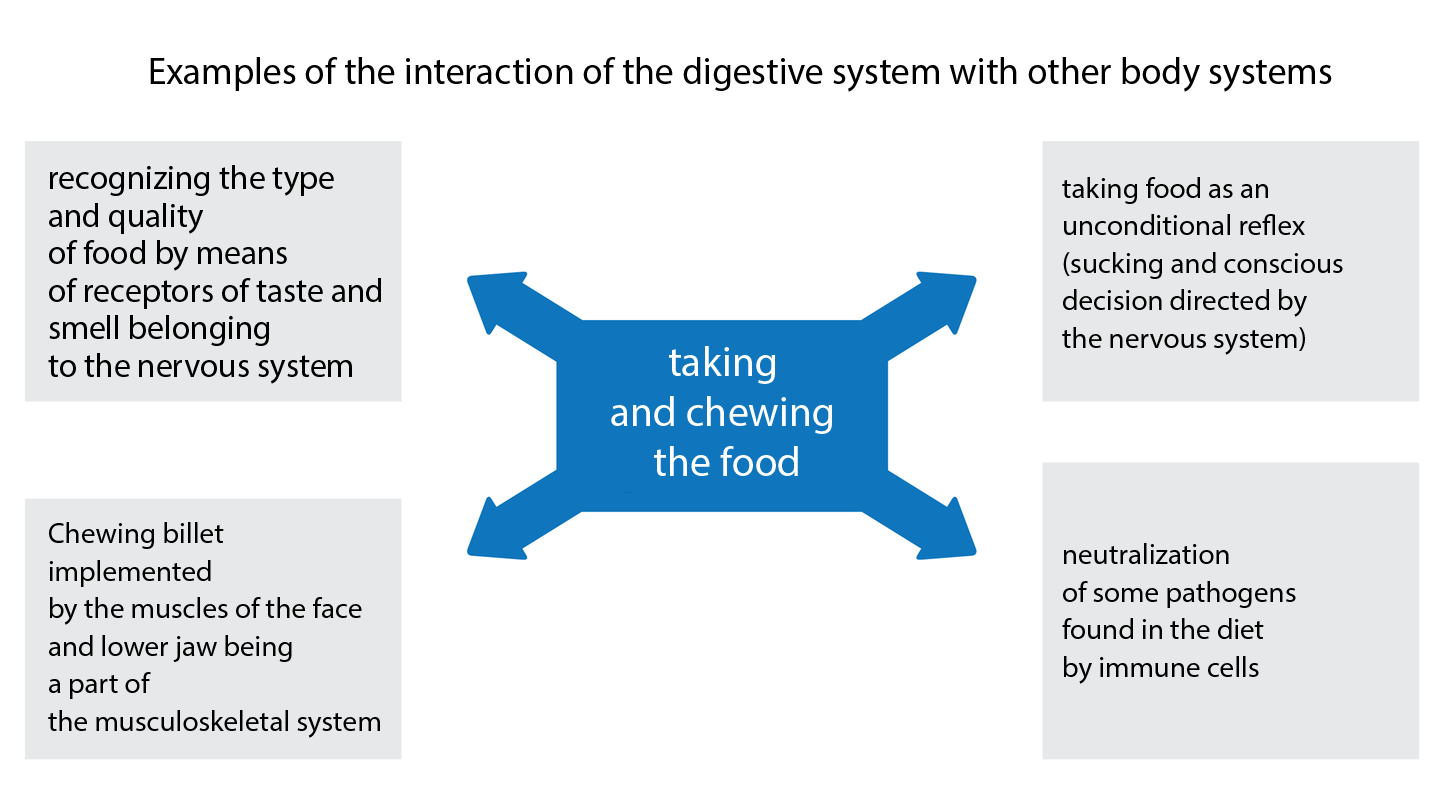Schemat blokowy przedstawiający cztery przykłady interakcji układu trawiennego z innymi układami człowieka. Punktem centralnym schematu jest stwierdzenie: taking and chewing the food, które ma wpływ na 1. Recognizing the type and quality of food by means of receptors of taste and smell belonging to the nervous system. 2. Chewing billet implemented by the muscles of the face and lower jaw being a part of the musculoskeletal system. 3. Taking food as an unconditional reflex (sucking and conscious decision directed by the nervous system). 4. Neutralization of some pathogens found in the diet by immune cells.  