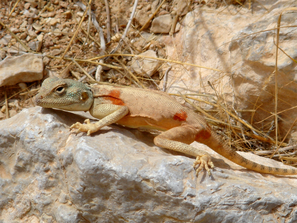 Zdjęcie przedstawia samicę aga my synajskiej wygrzewającą się na kamieniu. Jest to jaszczurka średniej wielkości. Posiada ona wydłużoną głowę z wysuniętymi dwoma symetrycznymi otworami nosowymi, pod którymi znajduje się otwór gębowy. Po bokach głowy jaszczurki znajduje się para czarnych oczu z powiekami. Głowa bezpośrednio łączy się z wydłużonym tułowiem. Z boku, na wysokości klatki piersiowej i tyłu ciała odchodzą kończyny z zaostrzonymi pazurami, a z tyłu znajduje się spiczasty ogon. Skóra agamy ma jasny odcień, pokrywają ją łuski. Po bokach ciała znajdują się duże, nieliczne, czerwone plamy, z kolei ogon przecinają ciemniejsze paski.