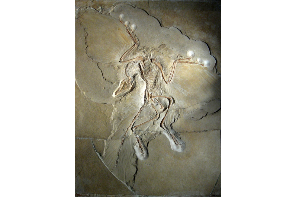 Fotografia przedstawia skamieniały odcisk praptaka w szaro- żółtej skale. U góry znajdują się zarysy skrzydeł: piór i kości. Z lewej w dół ukosem trójkątna czaszka na długiej, cienkiej szyi. Pod nią odcisk pierzastego ogona. Obok odciski kości kończyn dolnych.