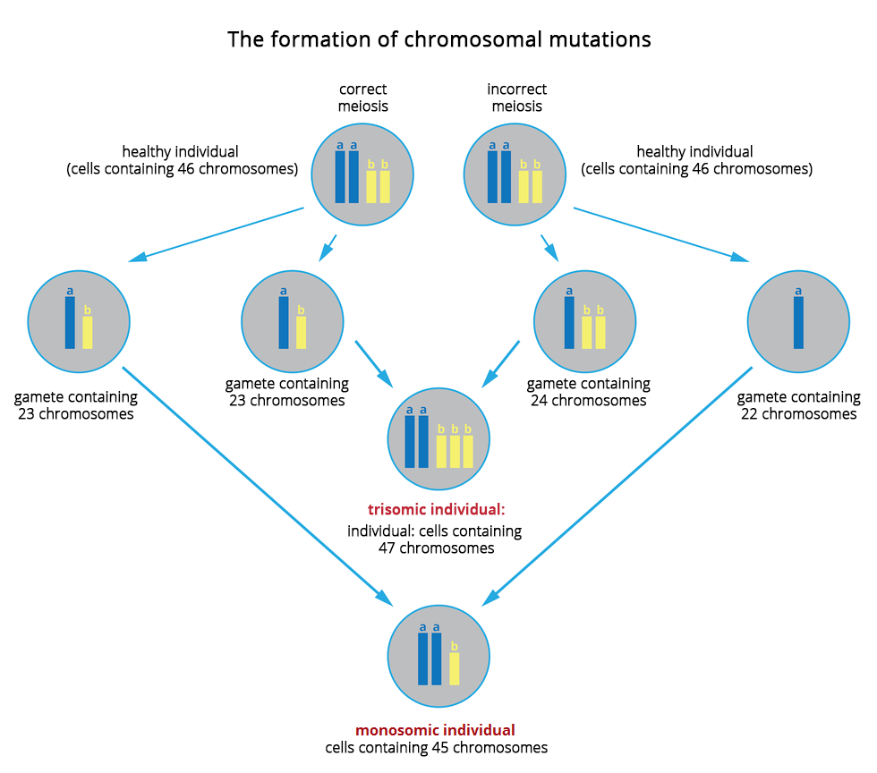 Ilustracja przestawia schemat powstawania mutacjichromosomowych w formie szarych kół z niebieskimi i żółtymi chromosomami. U góry dwie takie same komórki, 46 chromosomów. Ta z lewej przechodzi prawidłowy podział mejotyczny i jej gamety mają po 23 chromosomy. Ta z prawej ma nieprawidłowa mejozę. Jedna gameta ma 24, druga 22 chromosomy. W wyniku połączenia gamet prawidłowych z nieprawidłowymi otrzymamy dwie mutacje chromosomowe. Trisomik ma 47 chromosomów w komórkach ciała. Monosomik ma 45 chromosomów w komórkach ciała.